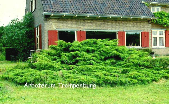 Juniperus pfitzeriana 'Wilhelm Pfitzer'