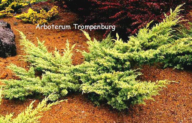 Juniperus virginiana 'Sulphur Spray'