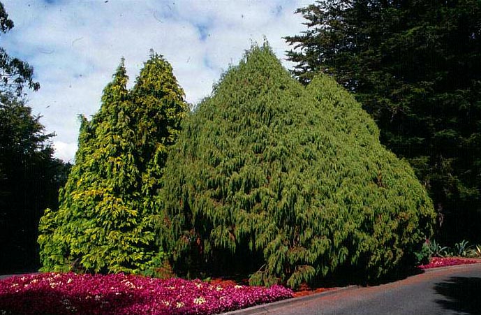 Juniperus recurva coxii