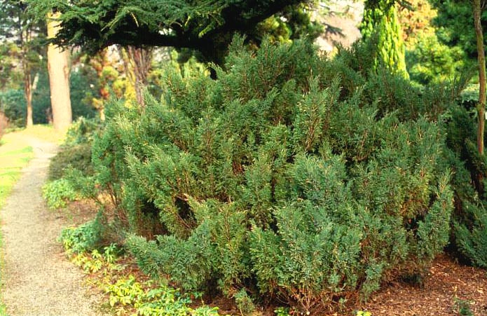Juniperus sabina 'Hicksii'