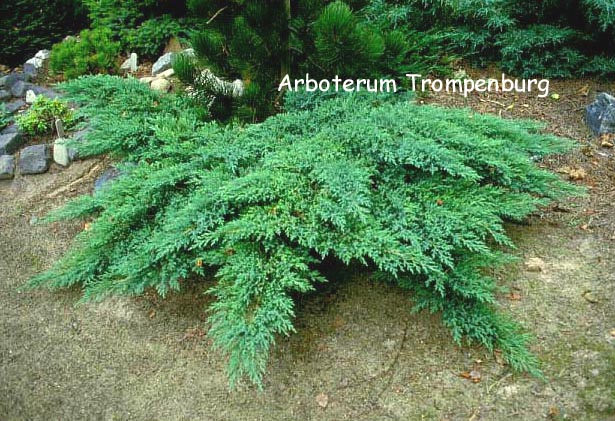 Juniperus sabina 'Rockery Gem'