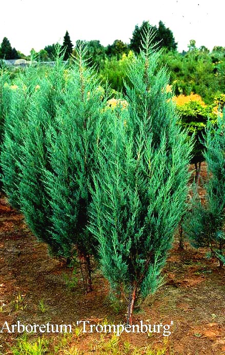 Juniperus virginiana 'Moonglow'