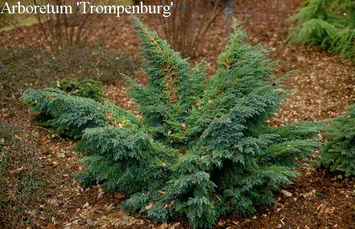 Juniperus squamata 'Hunnetorp'