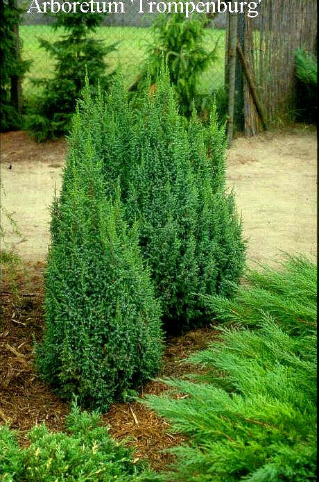 Juniperus pingii 'Loderi'