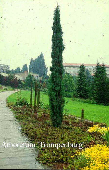 Juniperus scopulorum 'Skyrocket'