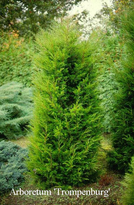 Juniperus virginiana 'Canaertii'