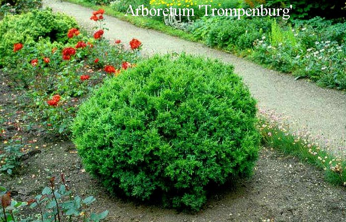 Juniperus virginiana 'Globosa'