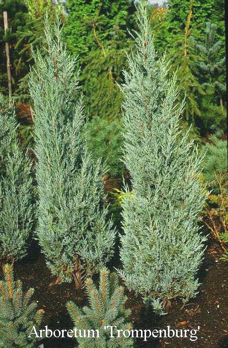 Juniperus virginiana 'Moonglow'