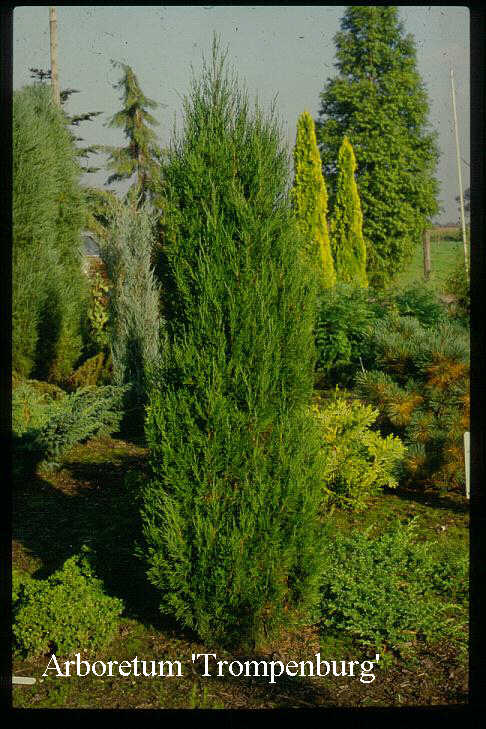 Juniperus chinensis 'Spartan'