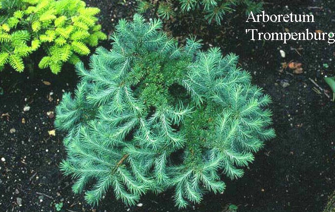 Larix kaempferi 'Grey Pearl' (50319)