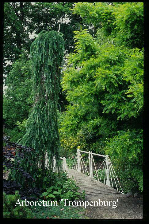 Larix kaempferi 'Pendula'