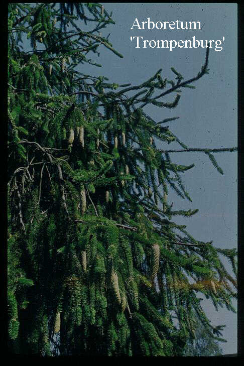 Picea abies 'Cranstonii'