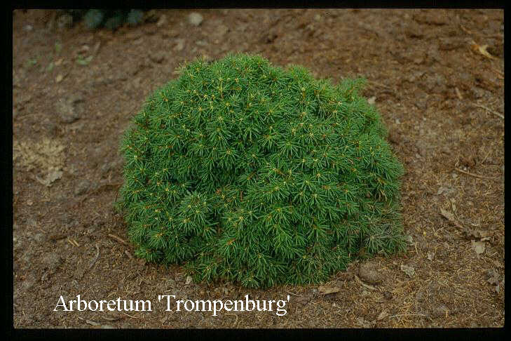 Picea abies 'Gregoryana Veitchii'