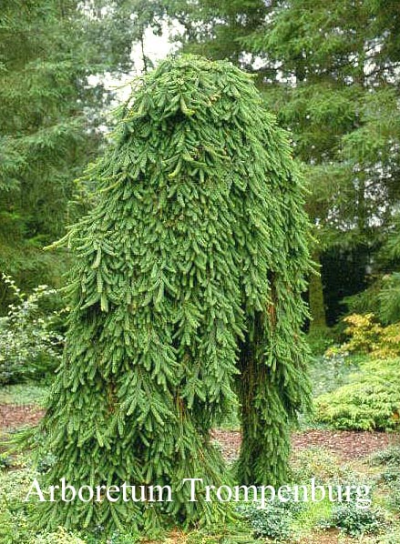 Picea abies 'Inversa'