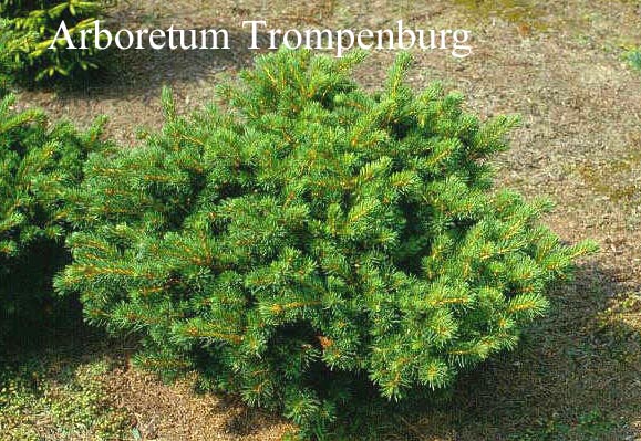 Picea abies 'Lombartsii'