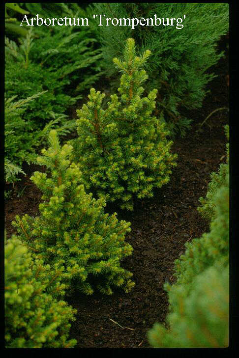 Picea abies 'Obergaertner Bruns' (50336)