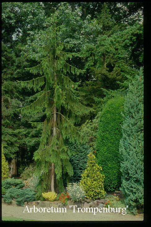 Picea abies 'Pendula Major'