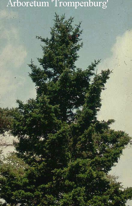 Picea abies 'Pachyphylla'
