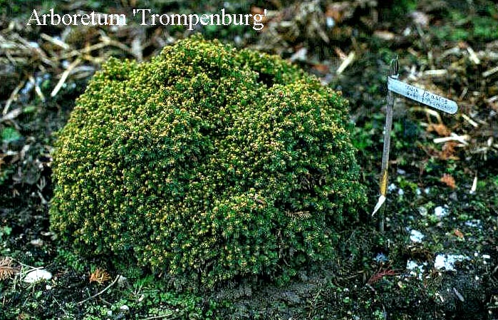 Picea abies 'Pygmaea'