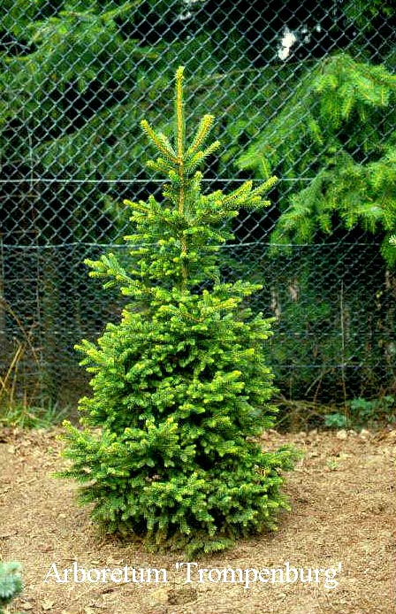 Picea abies 'Will's Zwerg'