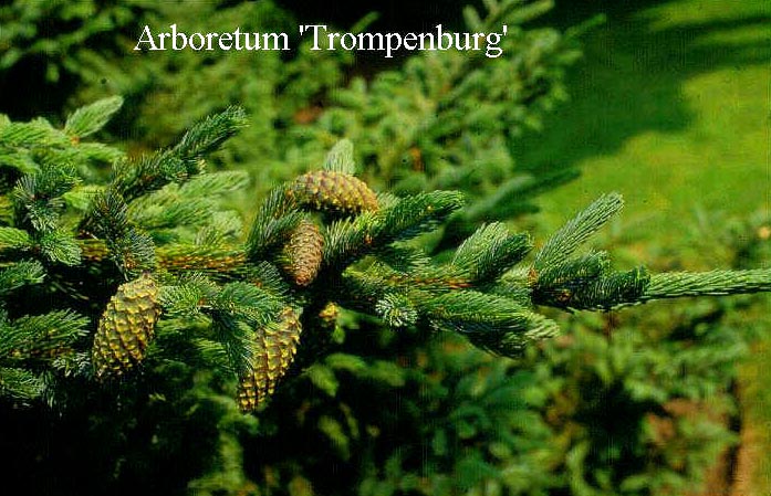 Picea alcoquiana