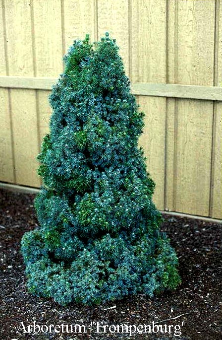 Picea glauca 'Arneson Blue Variegated'