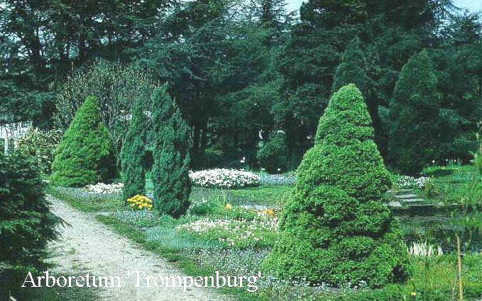 Picea glauca 'Conica'