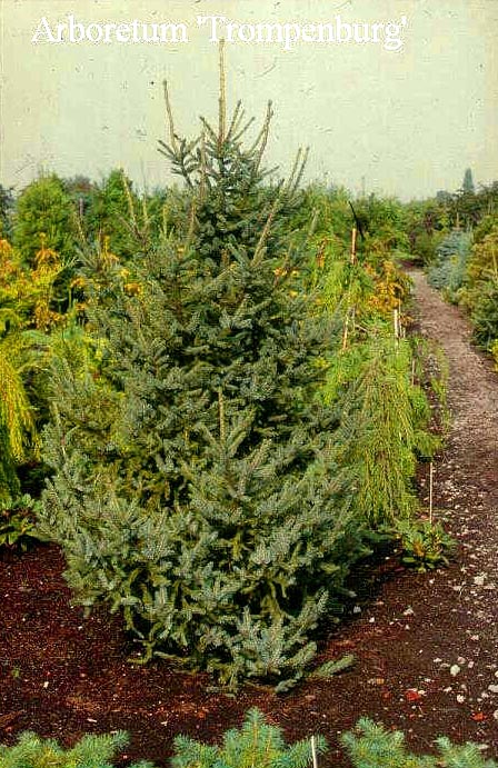 Picea likiangensis var. rubescens