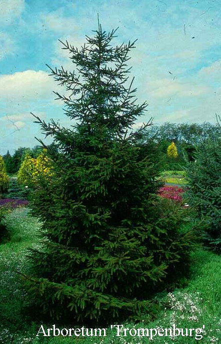 Picea orientalis 'Atrovirens'