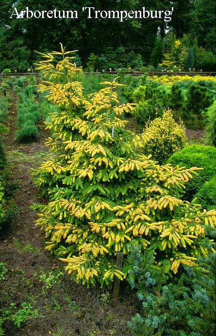 Picea orientalis 'Early Gold'