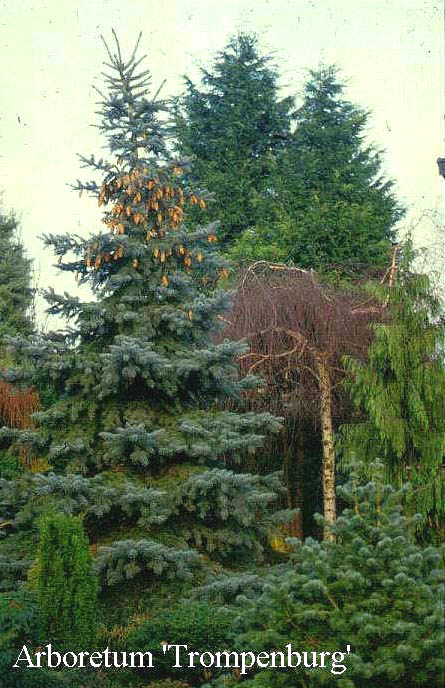 Picea pungens 'Hoto'