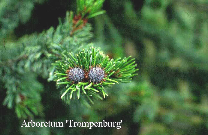 Pinus aristata