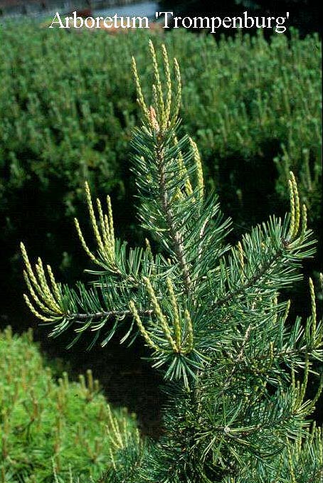 Pinus cembroides edulis