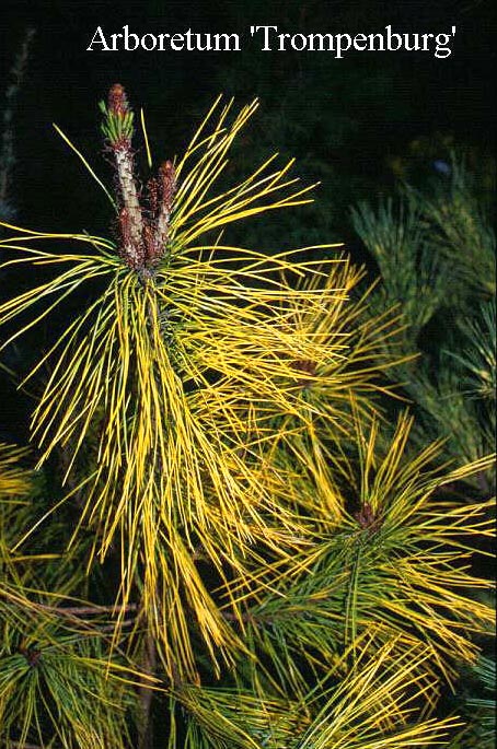 Pinus densiflora 'Aurea'