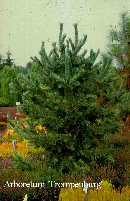 Pinus flexilis 'Firmament'