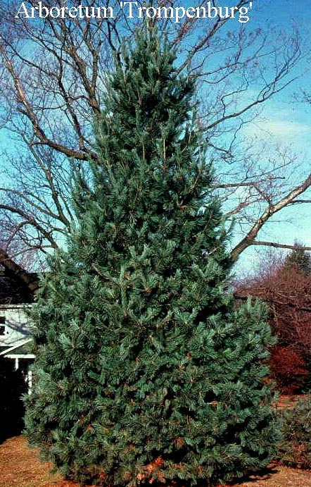 Pinus flexilis 'Vanderwolfs Pyramid'