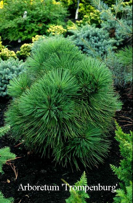 Pinus jeffreyi 'Joppi'