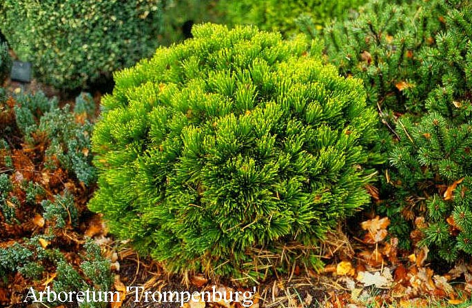 Pinus heldreichii 'Schmidtii'