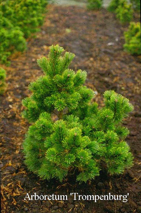 Plantentuin Esveld