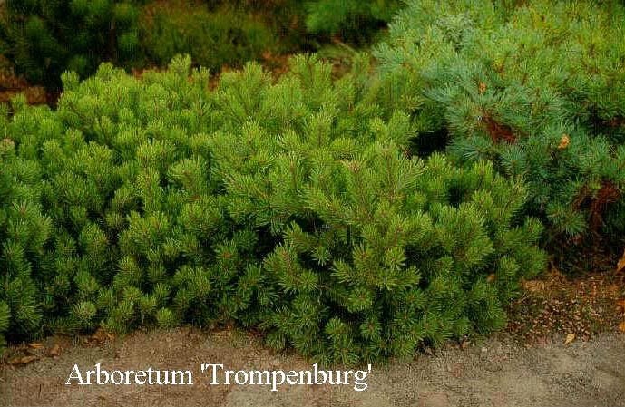 Pinus mugo pumilio (50407)