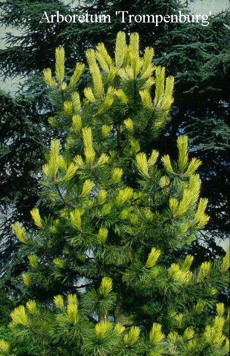 Pinus nigra 'Aurea'