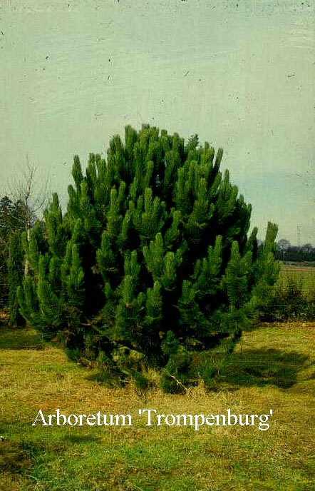 Pinus nigra 'Geant de Suisse'