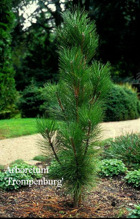 Pinus nigra 'Molette'