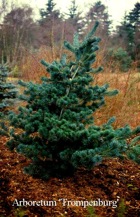 Pinus parviflora 'Tempelhof'