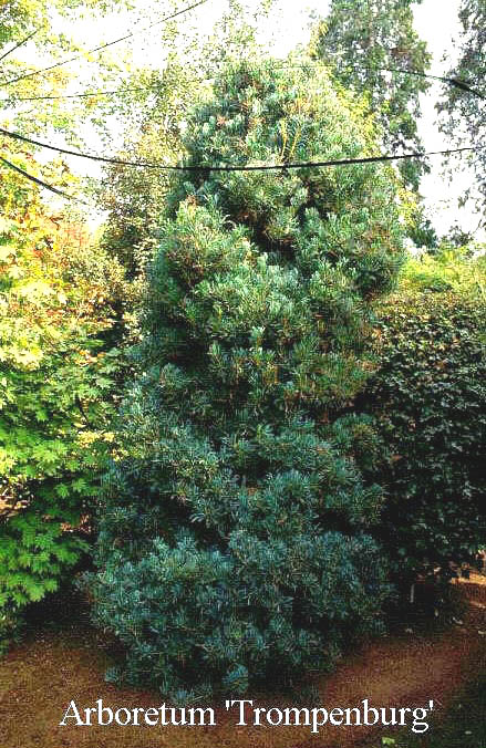 Pinus parviflora 'Venus'