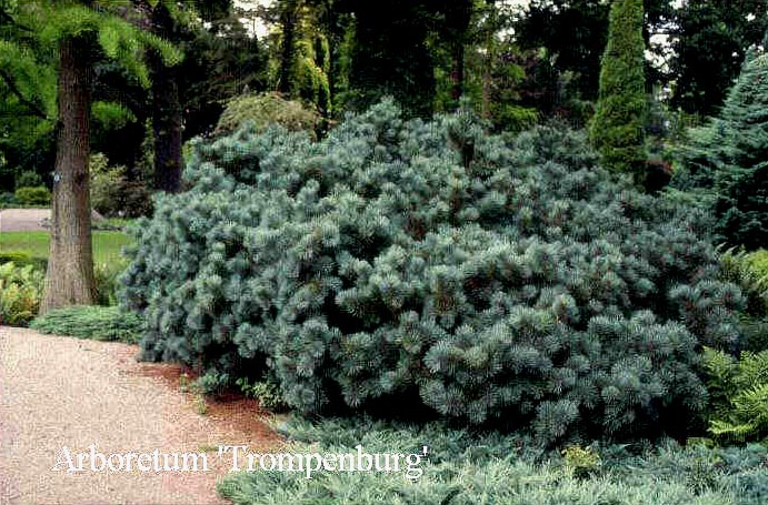 Pinus pumila 'Glauca'