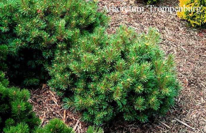 Pinus strobus 'Kruegers Lilliput'