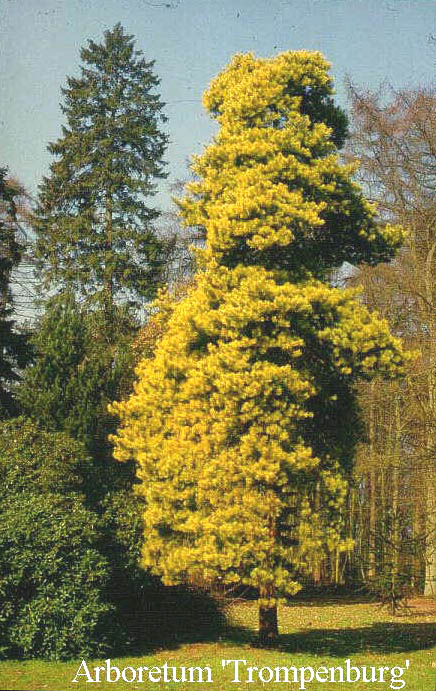 Pinus sylvestris 'Aurea'