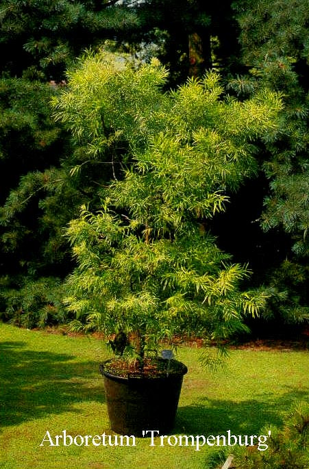 Podocarpus gracilior