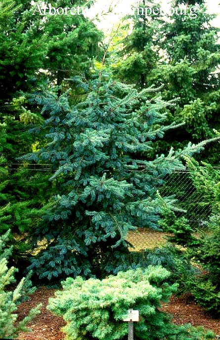 Pseudotsuga menziesii 'Blue Wonder'